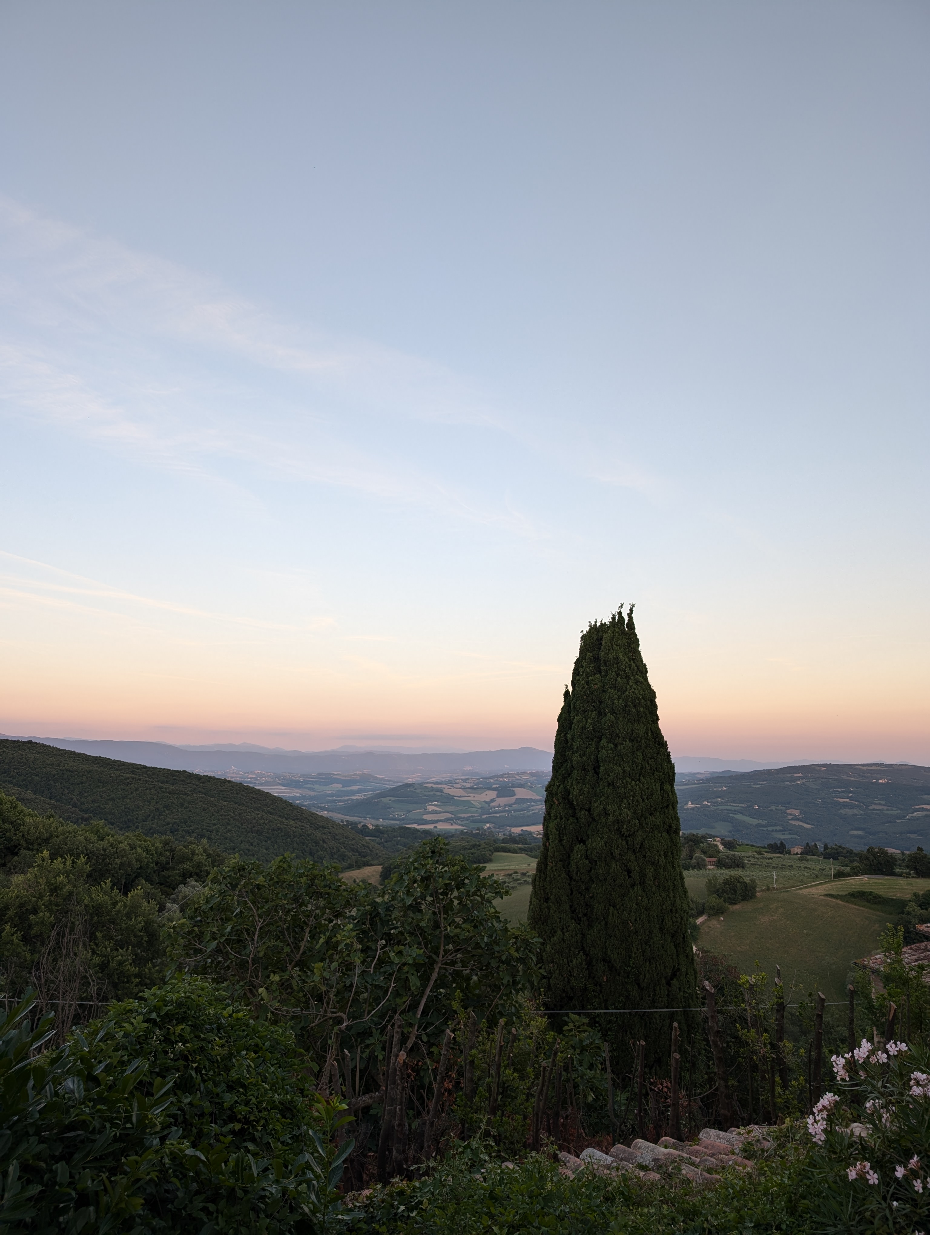 Our beautiful cypress tree