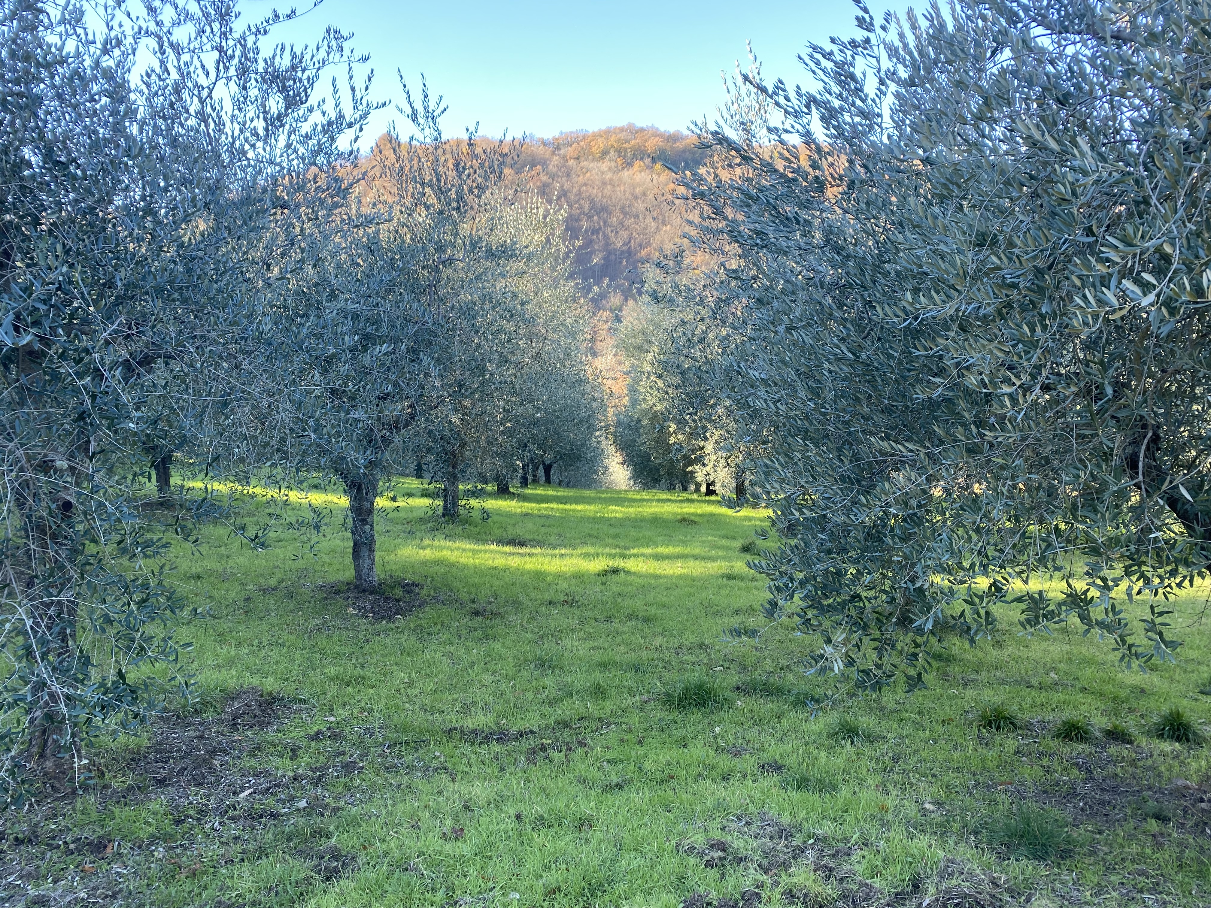 Olive groves mapping boundaries