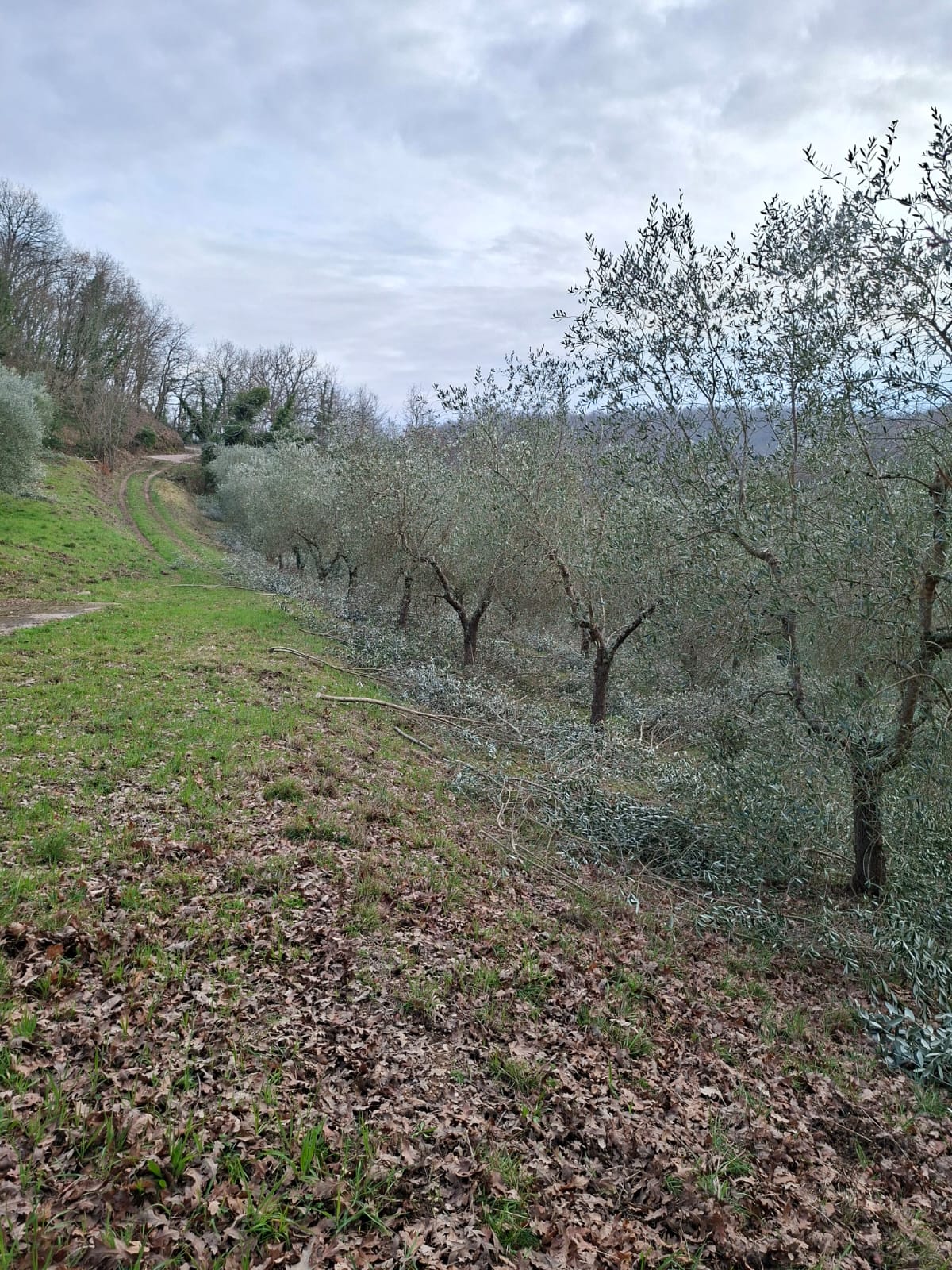 Spring Pruning